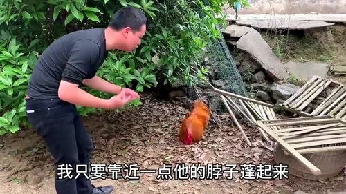 两年家禽会追人咬，你以为很熟悉，其实得小心了