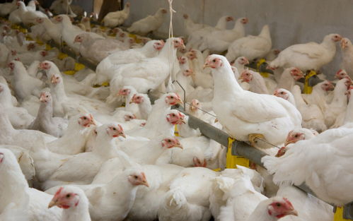 肉鸡价格强势破4 养殖利润大涨341% 如今能补栏吗
