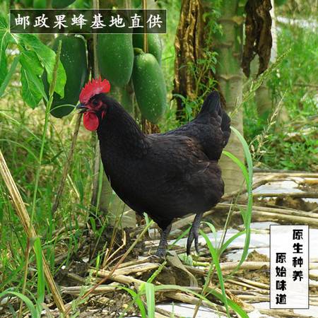 民笙文昌鸡 海南风味的足不出户体验——原产地散养土鸡的饲养与挑选指南