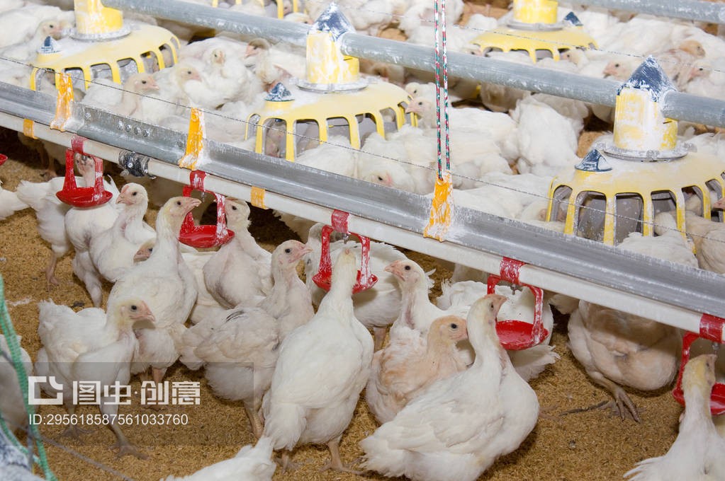 饲养肉蛋鸡的现代家禽场Modern poultry farm for the rearing of chickens for meat and eggs